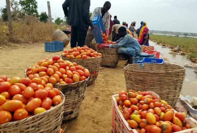 Produits frais dans une chaîne d’approvisionnement locale